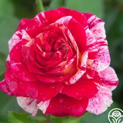 All-American Magic™