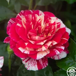 All-American Magic™