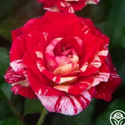 All-American Magic™