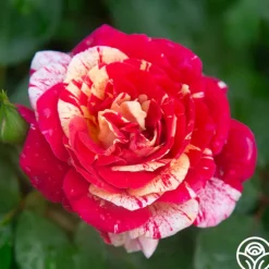 All-American Magic™