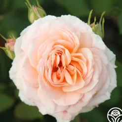 Apricot Abundance™