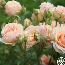 Apricot Abundance™