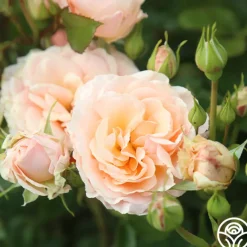 Apricot Abundance™