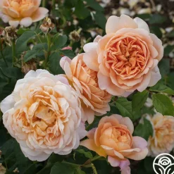 Apricot Impressionist™