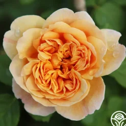 Apricot Impressionist™