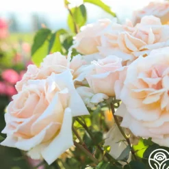 Apricots n' Cream™