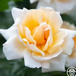 Apricots n' Cream™