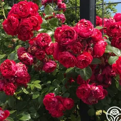 Arborose® Florentina