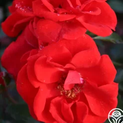 Arborose® Orange Flare™