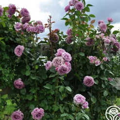 Arborose® Quicksilver