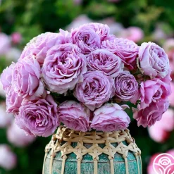 Arborose® Quicksilver