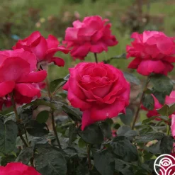 Baronne E. de Rothschild®