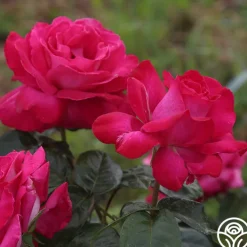 Baronne E. de Rothschild®