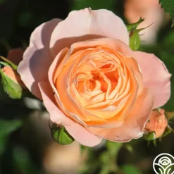 Beautiful Dreamer™