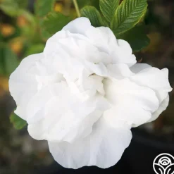 Blanc Double de Coubert