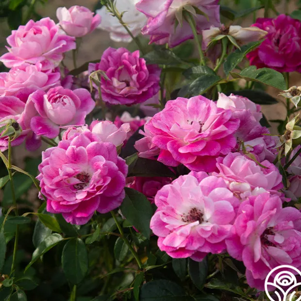 Brilliant Pink Iceberg