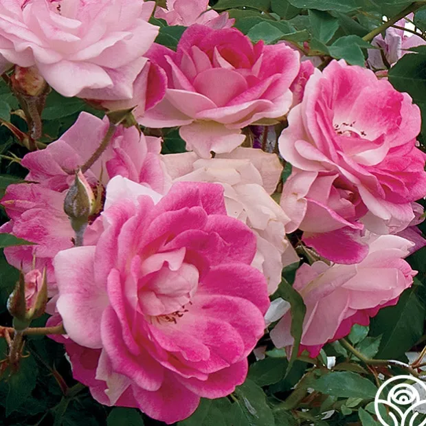 Brilliant Pink Iceberg