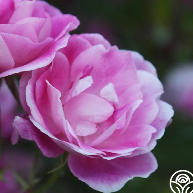 Brilliant Pink Iceberg