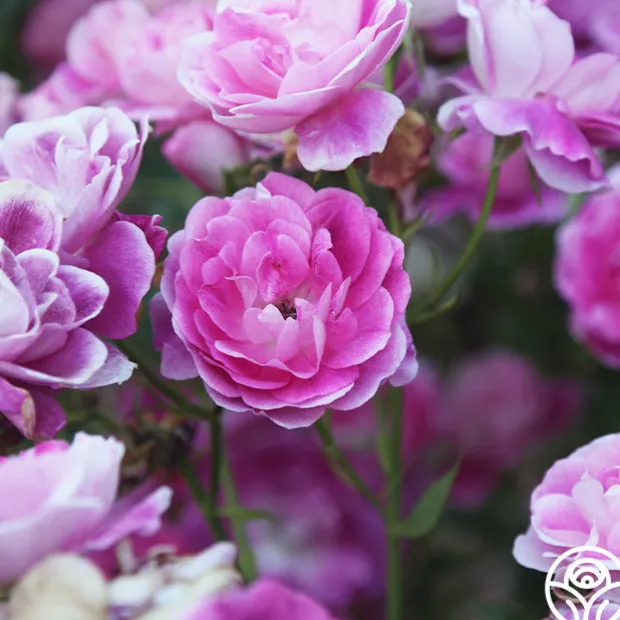 Brilliant Pink Iceberg