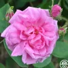 Cabbage Rose