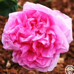 Cabbage Rose