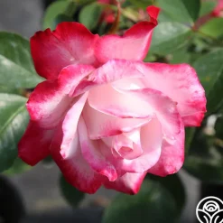 Candy Cane Cocktail™