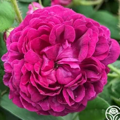 Capitaine John Ingram