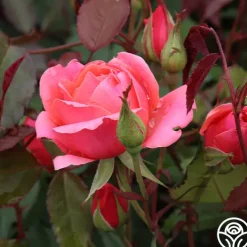 Carefree Celebration