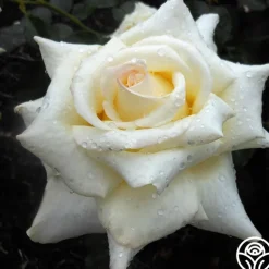 Caroline de Monaco®™