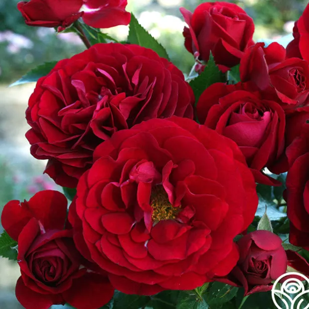 Citiscape® Bordeaux™