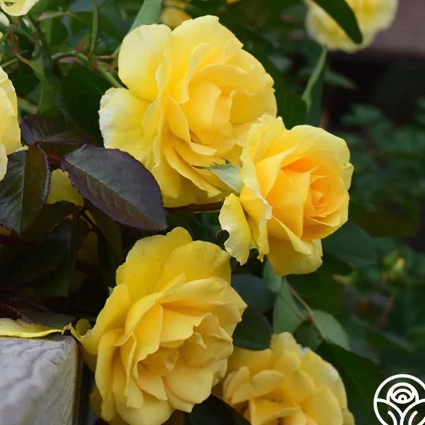 CL Good Day Sunshine™