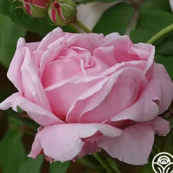 CL Mme Caroline Testout