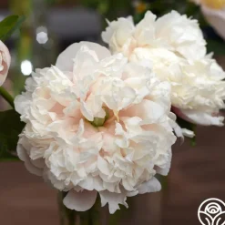 Colonel Owen Cousins