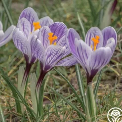 Continuous Bloom Romantic Cottage Bundle