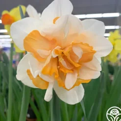 Continuous Bloom Romantic Cottage Bundle