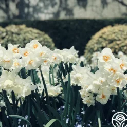 Continuous Bloom Romantic Cottage Bundle