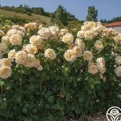 Cottage Garden Collection II