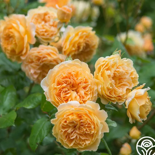 Crown Princess Margareta®