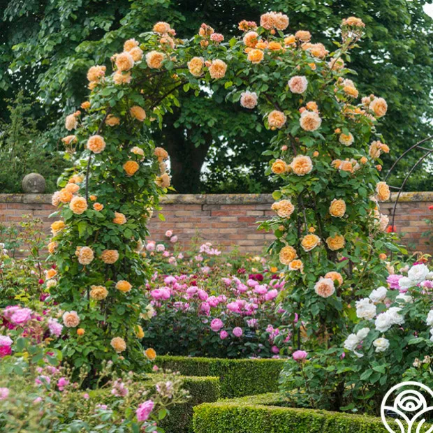 Crown Princess Margareta®