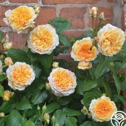 Crown Princess Margareta®