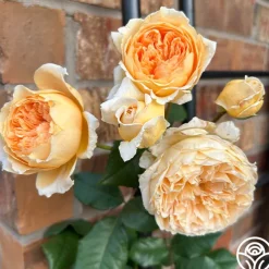 Crown Princess Margareta®
