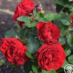 Dancing in the Dark™