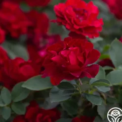 Dancing in the Dark™