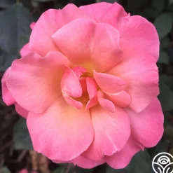 Dancing In The Wind™