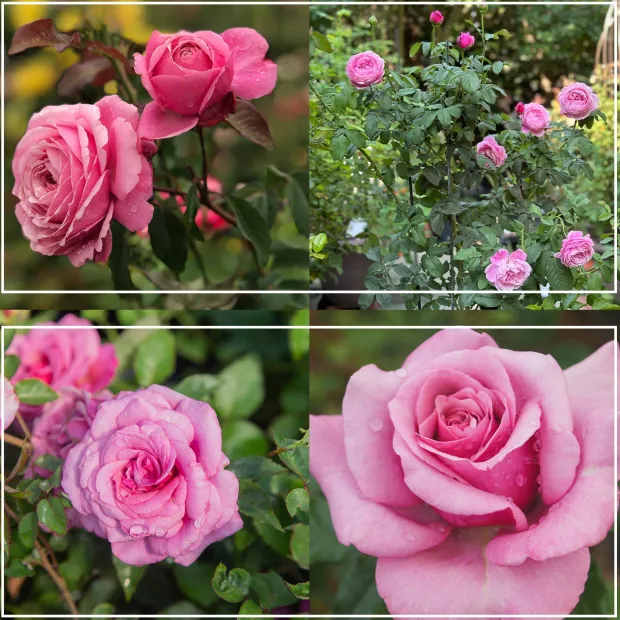 Deeply Fragrant Collection