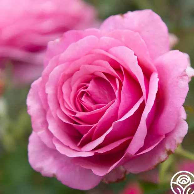 Deeply Fragrant Collection