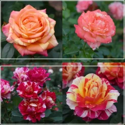 Dramatic Swirls Collection