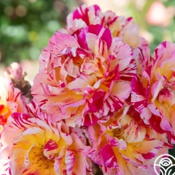 Dramatic Swirls Collection