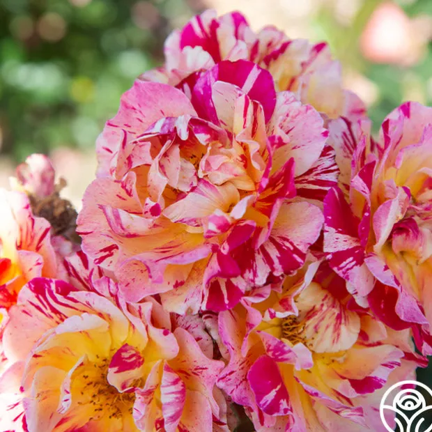 Dramatic Swirls Collection