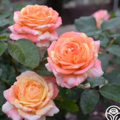 Dramatic Swirls Collection